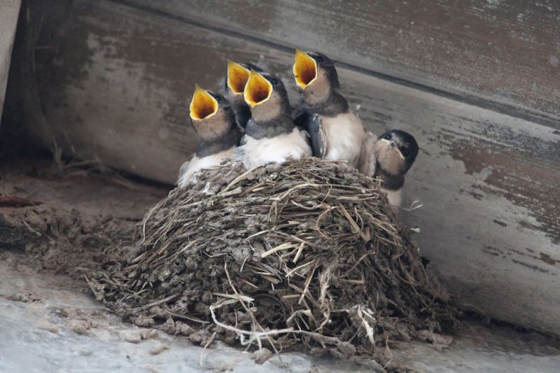 Birds Building Nests