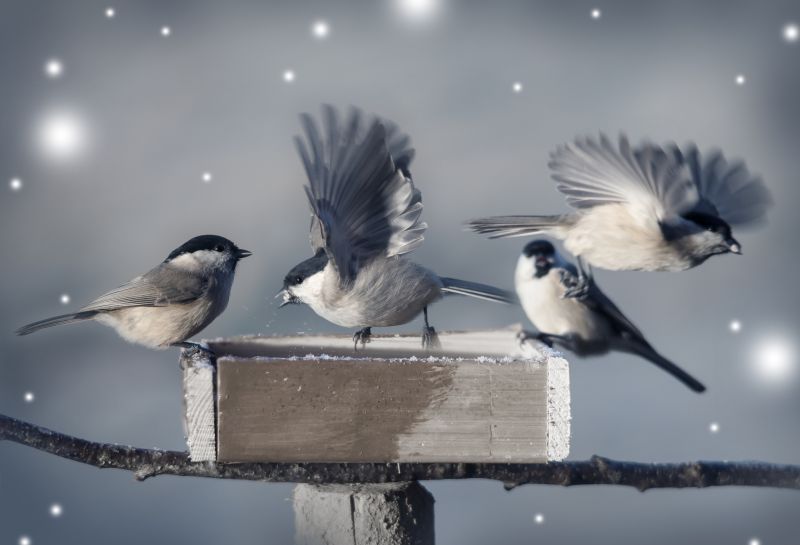 Inactive Bird Habitats